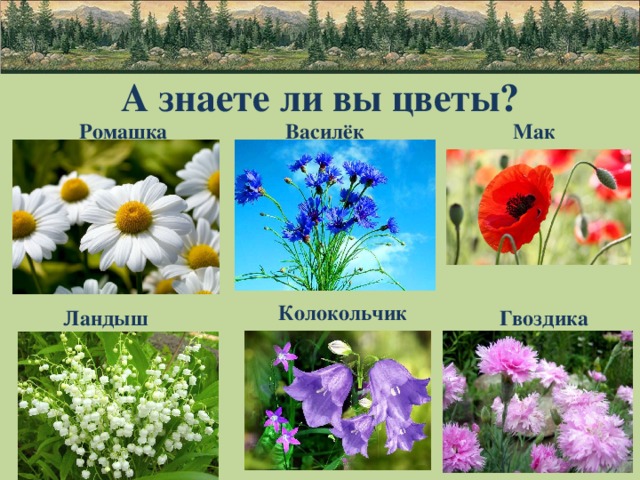 Цветок знает