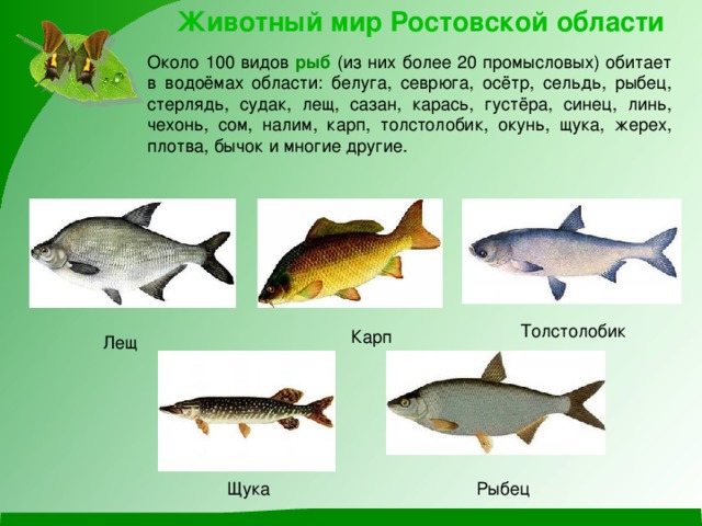 Животный мир Ростовской области Около 100 видов рыб (из них более 20 промысловых) обитает в водоёмах области: белуга, севрюга, осётр, сельдь, рыбец, стерлядь, судак, лещ, сазан, карась, густёра, синец, линь, чехонь, сом, налим, карп, толстолобик, окунь, щука, жерех, плотва, бычок и многие другие. Толстолобик Карп Лещ Щука Рыбец 