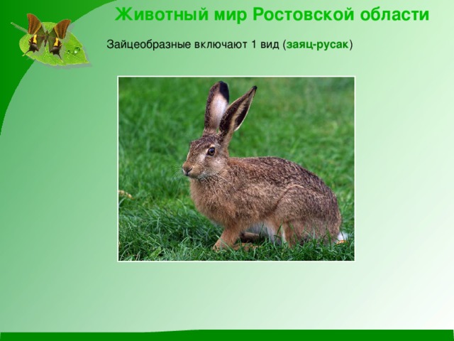 Животный мир Ростовской области Зайцеобразные включают 1 вид ( заяц-русак ) 