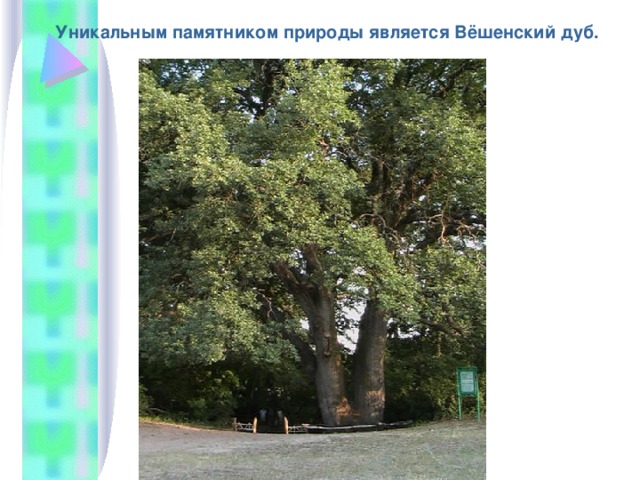 Уникальным памятником природы является Вёшенский дуб.   