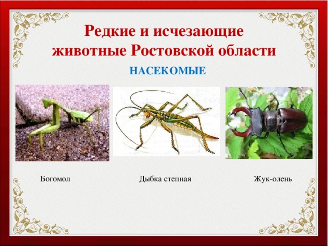 Редкие и исчезающие животные Ростовской области НАСЕКОМЫЕ Богомол Дыбка степная Жук-олень 