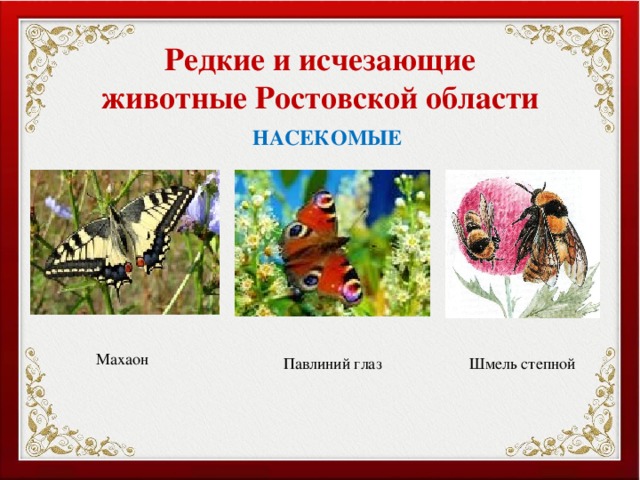 Редкие и исчезающие животные Ростовской области НАСЕКОМЫЕ Махаон Павлиний глаз Шмель степной 