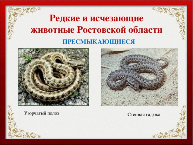 Редкие и исчезающие животные Ростовской области ПРЕСМЫКАЮЩИЕСЯ Узорчатый полоз Степная гадюка 