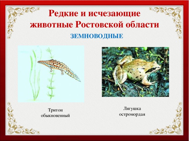 Редкие и исчезающие животные Ростовской области ЗЕМНОВОДНЫЕ Лягушка остромордая Тритон обыкновенный 