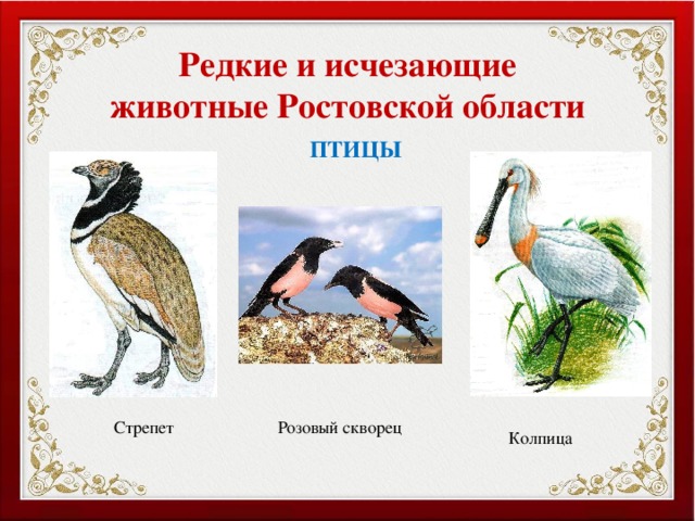 Редкие и исчезающие животные Ростовской области ПТИЦЫ Стрепет Розовый скворец Колпица 