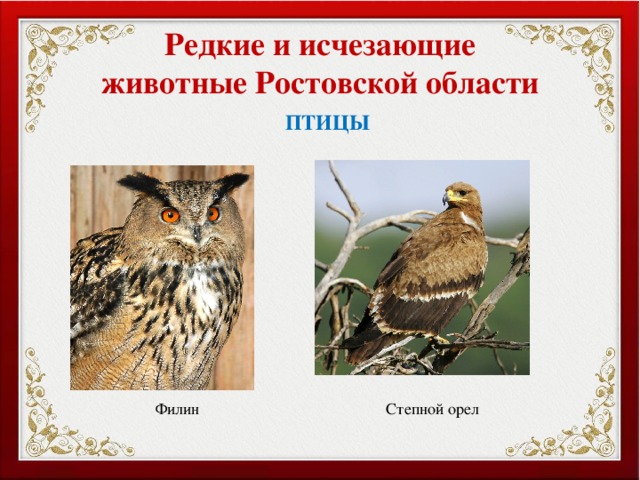 Редкие и исчезающие животные Ростовской области ПТИЦЫ Филин Степной орел 