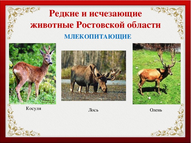 Редкие и исчезающие животные Ростовской области МЛЕКОПИТАЮЩИЕ Косуля Лось Олень 