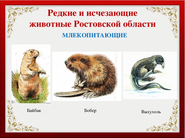 Редкие и исчезающие животные Ростовской области МЛЕКОПИТАЮЩИЕ Байбак Бобер Выхухоль 