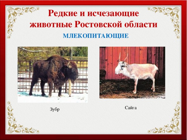 Редкие и исчезающие животные Ростовской области МЛЕКОПИТАЮЩИЕ Сайга Зубр 