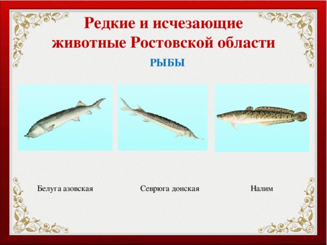Редкие и исчезающие животные Ростовской области РЫБЫ Белуга азовская Севрюга донская Налим 