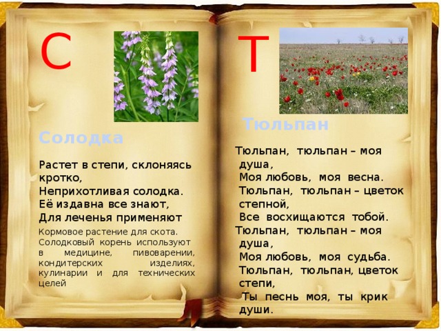 С Т Тюльпан Солодка Тюльпан,  тюльпан – моя  душа,   Моя любовь,  моя  весна.   Тюльпан,  тюльпан – цветок  степной,  Все  восхищаются  тобой. Тюльпан,  тюльпан – моя  душа,  Моя любовь,  моя  судьба.   Тюльпан,  тюльпан, цветок  степи,   Ты  песнь  моя,  ты  крик  души . Г. Титов Растет в степи, склоняясь кротко, Неприхотливая солодка. Её издавна все знают, Для леченья применяют Кормовое растение для скота. Солодковый корень используют в медицине, пивоварении, кондитерских изделиях, кулинарии и для технических целей 