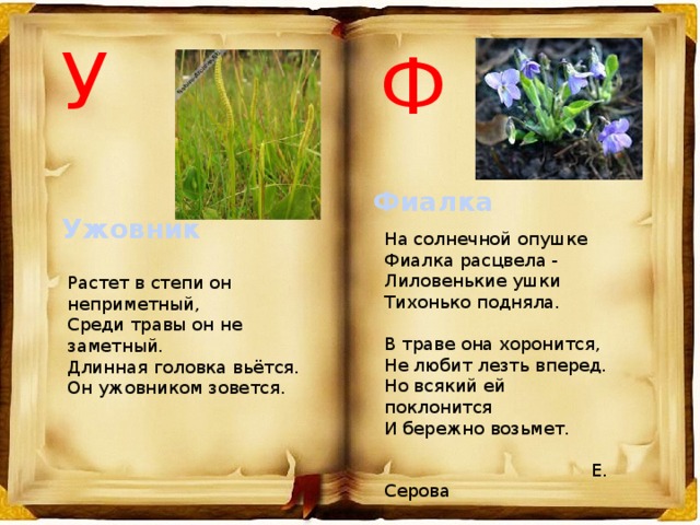 У Ф Фиалка Ужовник На солнечной опушке   Фиалка расцвела -   Лиловенькие ушки   Тихонько подняла.    В траве она хоронится,   Не любит лезть вперед.   Но всякий ей поклонится   И бережно возьмет.    Е. Серова Растет в степи он неприметный, Среди травы он не заметный. Длинная головка вьётся. Он ужовником зовется. 