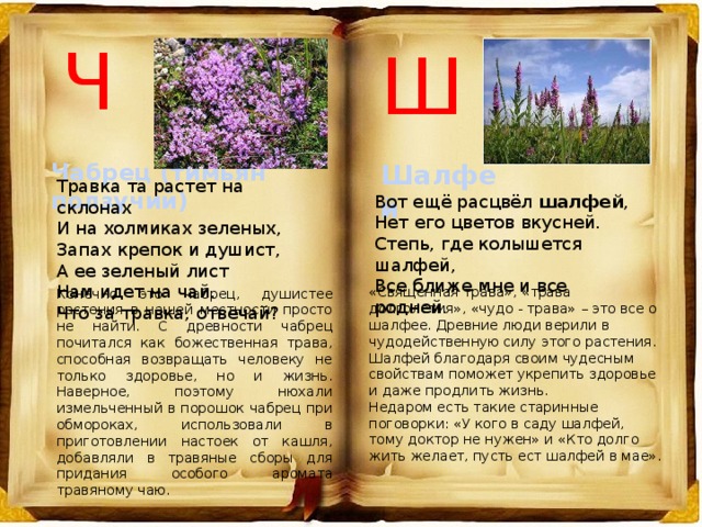 Ч Ш Чабрец (тимьян ползучий) Шалфей Травка та растет на склонах И на холмиках зеленых, Запах крепок и душист, А ее зеленый лист Нам идет на чай. Что за травка, отвечай? Вот ещё расцвёл шалфей , Нет его цветов вкусней. Степь, где колышется шалфей, Все ближе мне и все родней.    «Священная трава», «трава долголетия», «чудо - трава» – это все о шалфее. Древние люди верили в чудодейственную силу этого растения. Шалфей благодаря своим чудесным свойствам поможет укрепить здоровье и даже продлить жизнь.  Недаром есть такие старинные поговорки: «У кого в саду шалфей, тому доктор не нужен» и «Кто долго жить желает, пусть ест шалфей в мае». Конечно это чабрец, душистее растения в нашей местности просто не найти. С древности чабрец почитался как божественная трава, способная возвращать человеку не только здоровье, но и жизнь. Наверное, поэтому нюхали измельченный в порошок чабрец при обмороках, использовали в приготовлении настоек от кашля, добавляли в травяные сборы для придания особого аромата травяному чаю. 