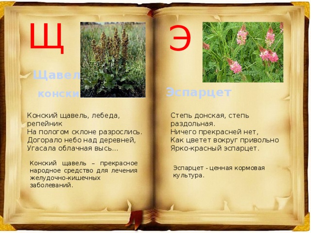 Щ Э Щавель  конский Эспарцет Конский щавель, лебеда, репейник  На пологом склоне разрослись.  Догорало небо над деревней,  Угасала облачная высь...    Степь донская, степь раздольная. Ничего прекрасней нет, Как цветет вокруг привольно Ярко-красный эспарцет. Конский щавель – прекрасное народное средство для лечения желудочно-кишечных заболеваний. Эспарцет - ценная кормовая культура. 