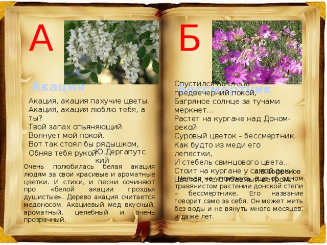 Б А Акация Спустился на степь предвечерний покой, Багряное солнце за тучами меркнет… Растет на кургане над Доном- рекой Суровый цветок – бессмертник. Как будто из меди его лепестки, И стебель свинцового цвета… Стоит на кургане у самой реки Цветок, не сгибаемый ветром. Бессмертник Акация, акация пахучие цветы.  Акация, акация люблю тебя, а ты?  Твой запах опьяняющий  Волнует мой покой.  Вот так стоял бы рядышком,  Обняв тебя рукой.    Ю.Дергапутский Очень полюбилась белая акация людям за свои красивые и ароматные цветки. И стихи, и песни сочиняют про «белой акации гроздья душистые». Дерево акация считается медоносом. Акациевый мед вкусный, ароматный, целебный и очень прозрачный.  А.В.Софронов  Нельзя не упомянуть еще об одном травянистом растении донской степи – бессмертнике. Его название говорит само за себя. Он может жить без воды и не вянуть много месяцев, и даже лет. 