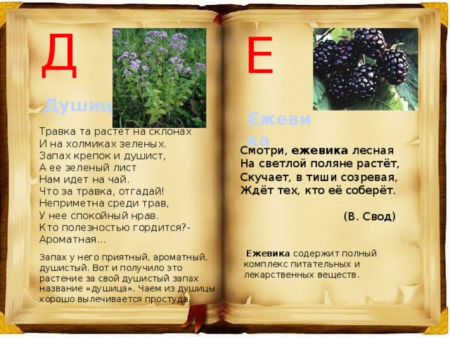 Д Е Душица Ежевика Травка та растет на склонах  И на холмиках зеленых.  Запах крепок и душист,  А ее зеленый лист  Нам идет на чай.  Что за травка, отгадай! Неприметна среди трав,  У нее спокойный нрав.  Кто полезностью гордится?-  Ароматная... Смотри,  ежевика  лесная  На светлой поляне растёт,  Скучает, в тиши созревая,  Ждёт тех, кто её соберёт. (В. Свод)   Ежевика  содержит полный комплекс питательных и лекарственных веществ. Запах у него приятный, ароматный, душистый. Вот и получило это растение за свой душистый запах название «душица». Чаем из душицы хорошо вылечивается простуда. 