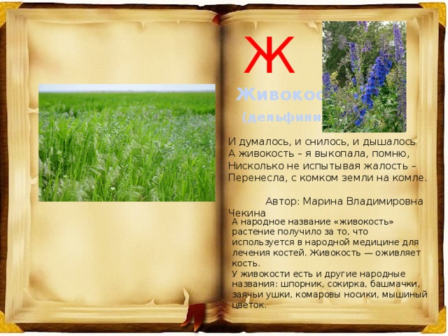 Презентация на тему "Растения донского края"