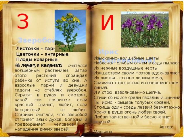 З И Зверобой Листочки – парные. Цветочки – янтарные, Плоды коварные: И лечат и калечат. Ирис (карликовый) Изысканно- волшебные цветы  Небесно- голубым огнем в саду пылают.  Их нежные воздушные черты  Изяществом своим поэтов вдохновляют.  Их листья - словно лезвия меча,  Сражают строгостью и совершенством линий.  И я стою, взволнованно шепча,  Стихи об ирисе среди гвоздик и цинний.  Ты, ирис, - рыцарь голубых кровей,  Стоишь один средь лезвий безмятежно,  Храня в душе огонь любви своей,  Любви таинственной и бесконечно-нежной ...  Автор: Марьяна На Дону зверобой считался волшебным растением. Запах этого растения ограждал ребенка от испуга во сне. А взрослые парни и девушки гадали на стеблях зверобоя. Скрутят в руках и смотрят, какой сок появится: если красный- значит, любит, если бесцветный — не любит. Старики считали, что зверобой отгоняет злых духов, болезни и предохраняет человека от нападения диких зверей. 