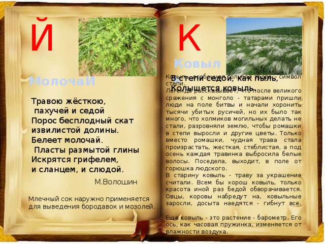Й К Ковыль Ковыль, особенная голубая трава – символ степи.  Легенда рассказывает, что после великого сражения с монголо - татарами пришли люди на поле битвы и начали хоронить тысячи убитых русичей, но их было так много, что холмиков могильных делать не стали, разровняли землю, чтобы ромашки в степи выросли и другие цветы. Только вместо ромашки, чудная трава стала произрастать, жесткая, стеблистая, а под осень каждая травинка выбросила белые волосы. Поседела, выходит, в поле от горюшка людского. В старину ковыль - траву за украшение считали. Всем бы хорош ковыль, только красота иной раз бедой обворачивается. Овцы, коровы набредут на, ковыльные заросли, досыта наедятся - гибнут все.  Еще ковыль - это растение - барометр. Его ось, как часовая пружинка, изменяется от влажности воздуха. МолочаЙ В степи седой, как пыль, Колышется ковыль. Травою жёсткою,  пахучей и седой  Порос бесплодный скат извилистой долины.  Белеет молочай.  Пласты размытой глины  Искрятся грифелем, и сланцем, и слюдой. М.Волошин Млечный сок наружно применяется для выведения бородавок и мозолей. 