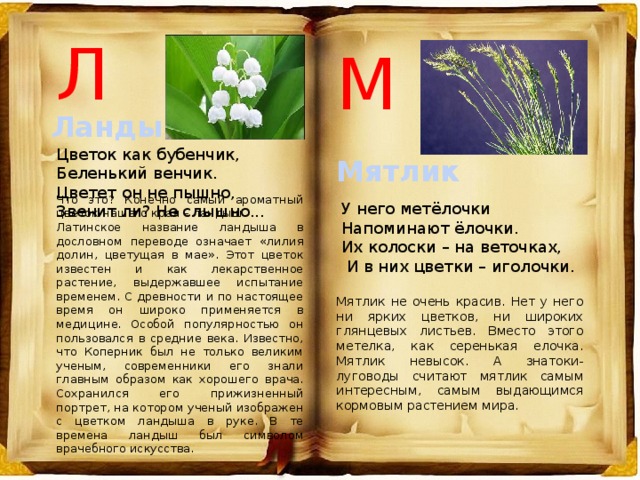 Л М Ландыш Цветок как бубенчик, Беленький венчик. Цветет он не пышно, Звенит ли? Не слышно... Мятлик Что это? Конечно самый ароматный цветок нашего края – ландыш. Латинское название ландыша в дословном переводе означает «лилия долин, цветущая в мае». Этот цветок известен и как лекарственное растение, выдержавшее испытание временем. С древности и по настоящее время он широко применяется в медицине. Особой популярностью он пользовался в средние века. Известно, что Коперник был не только великим ученым, современники его знали главным образом как хорошего врача. Сохранился его прижизненный портрет, на котором ученый изображен с цветком ландыша в руке. В те времена ландыш был символом врачебного искусства. У него метёлочки Напоминают ёлочки. Их колоски – на веточках,  И в них цветки – иголочки.  Мятлик не очень красив. Нет у него ни ярких цветков, ни широких глянцевых листьев. Вместо этого метелка, как серенькая елочка.  Мятлик невысок. А знатоки-луговоды считают мятлик самым интересным, самым выдающимся кормовым растением мира. 