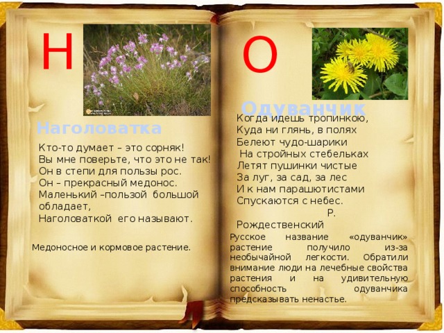 Н О Когда идешь тропинкою, Куда ни глянь, в полях Белеют чудо-шарики  На стройных стебельках Летят пушинки чистые За луг, за сад, за лес И к нам парашютистами Спускаются с небес.  Р. Рождественский Одуванчик Наголоватка Кто-то думает – это сорняк!  Вы мне поверьте, что это не так!  Он в степи для пользы рос. Он – прекрасный медонос.  Маленький –пользой большой обладает,  Наголоваткой его называют. Русское название «одуванчик» растение получило из-за необычайной легкости. Обратили внимание люди на лечебные свойства растения и на удивительную способность одуванчика предсказывать ненастье. Медоносное и кормовое растение. 