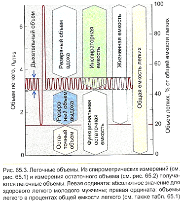 Деление общей емкости легких