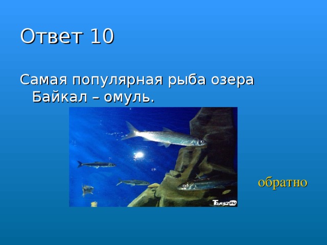 Ответ 10 Самая популярная рыба озера Байкал – омуль.    обратно 