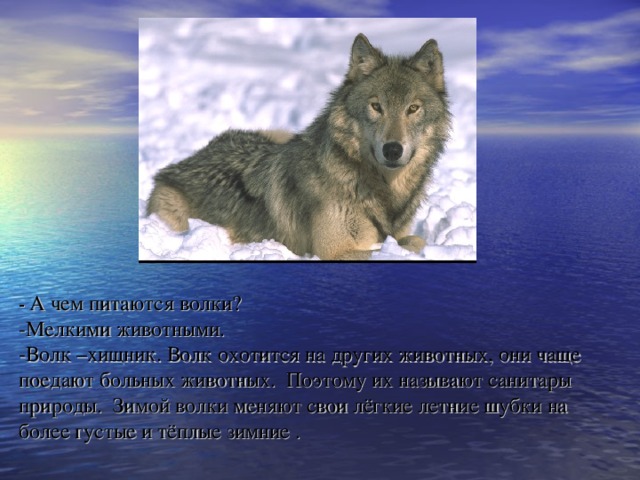 На каком восточном материке обитает серый волк. Описание волка. Чем питается волк зимой. Волк картинка с описанием.