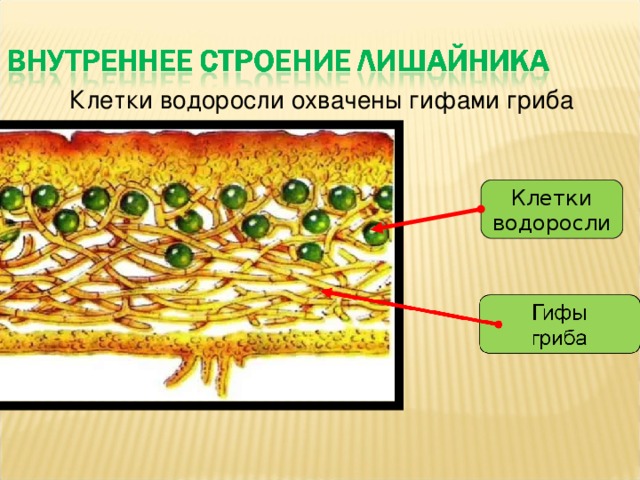 Строение лишайника рисунок с подписями 5 класс биология