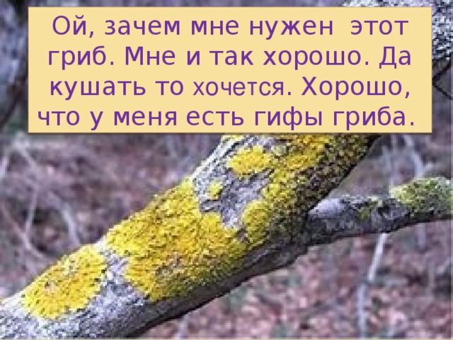 Ой, зачем мне нужен этот гриб. Мне и так хорошо. Да кушать то хочется . Хорошо, что у меня есть гифы гриба. 