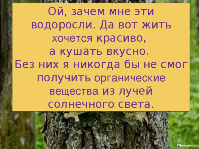 Ой, зачем мне эти водоросли. Да вот жить хочется красиво, а кушать вкусно. Без них я никогда бы не смог получить органические вещества из лучей солнечного света. 