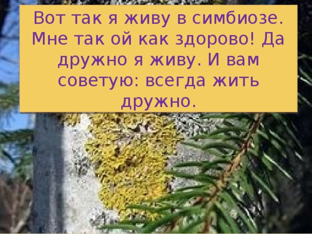 Вот так я живу в симбиозе. Мне так ой как здорово! Да дружно я живу. И вам советую: всегда жить дружно. 