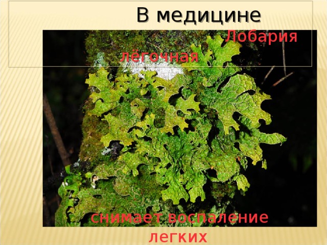  В медицине  Лобария лёгочная снимает воспаление легких  