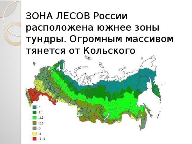 В какой зоне расположен пермский край. Зона смешанных и широколиственных лесов на карте России. Зона смешанных широколиственно-хвойных лесов на карте. Лесные зоны на карте.