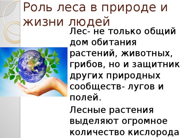 Роль леса. Роль леса в природе и жизни людей. Роль леса в жизни природы.