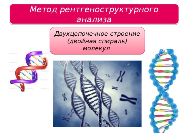 Метод рентгеноструктурного анализа Царство растений Двухцепочечное строение (двойная спираль) молекул 