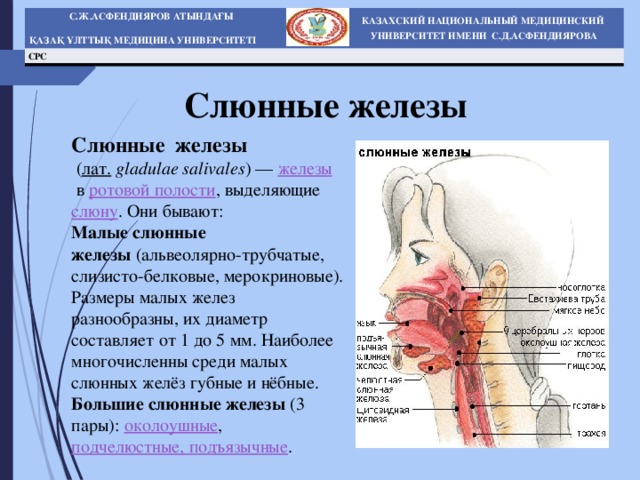 Три пары желез