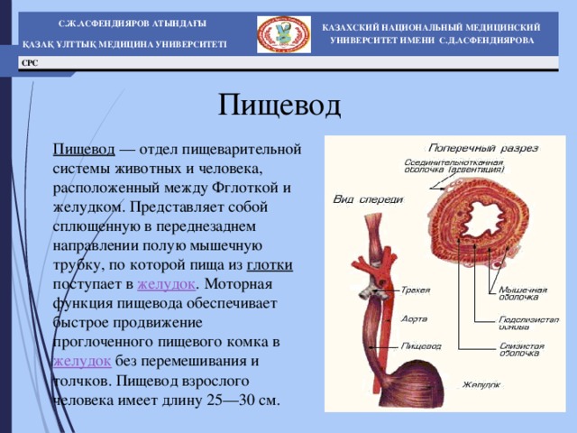 Глотка и пищевод строение и функции