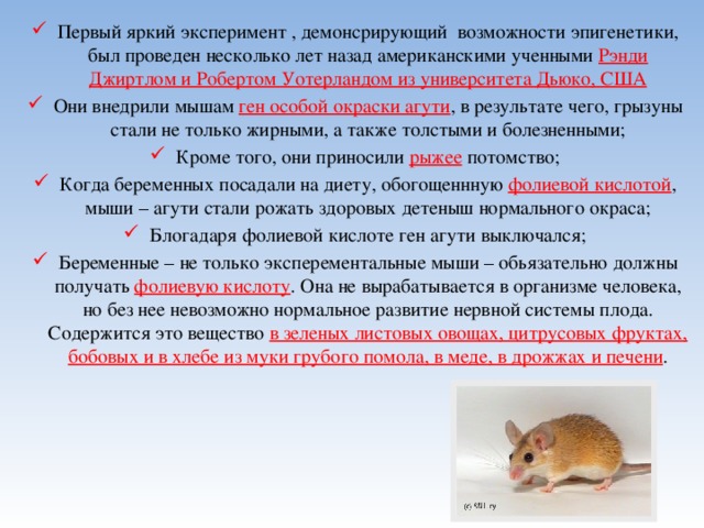 Первый яркий эксперимент , демонсрирующий возможности эпигенетики, был проведен несколько лет назад американскими ученными Рэнди Джиртлом и Робертом Уотерландом из университета Дьюко, США Они внедрили мышам ген особой окраски агути , в результате чего, грызуны стали не только жирными, а также толстыми и болезненными; Кроме того, они приносили рыжее потомство; Когда беременных посадали на диету, обогощеннную фолиевой кислотой , мыши – агути стали рожать здоровых детеныш нормального окраса; Блогадаря фолиевой кислоте ген агути выключался; Беременные – не только эксперементальные мыши – обьязательно должны получать фолиевую кислоту . Она не вырабатывается в организме человека, но без нее невозможно нормальное развитие нервной системы плода. Содержится это вещество в зеленых листовых овощах, цитрусовых фруктах, бобовых и в хлебе из муки грубого помола, в меде, в дрожжах и печени . 