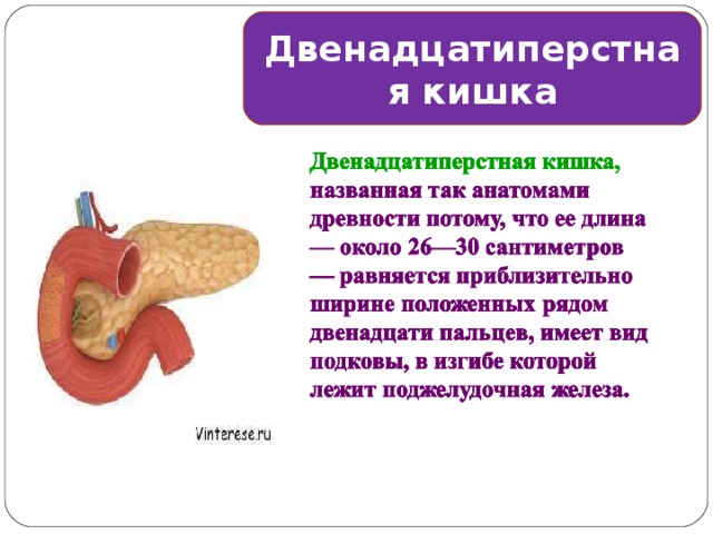 Двенадцатиперстная кишка 