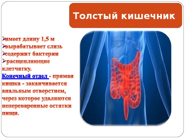 Толстый кишечник  
