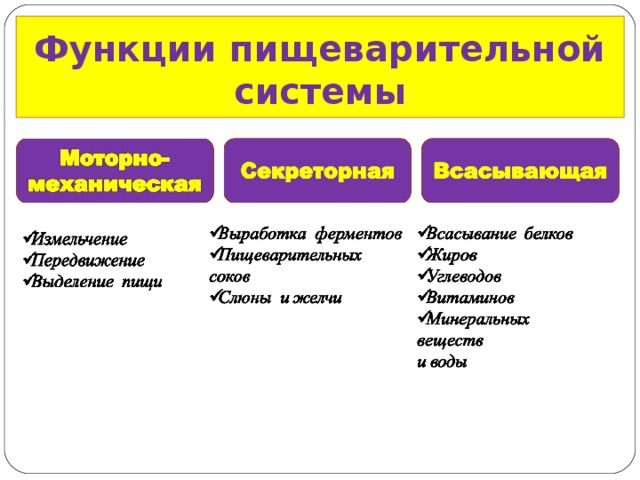 Функции пищеварения