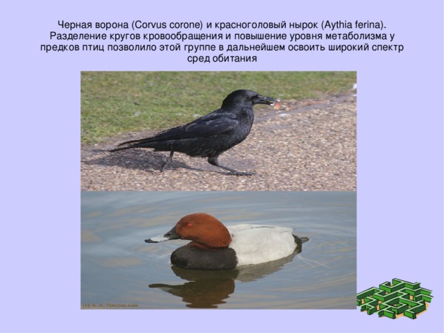 Черная ворона (Corvus corone) и красноголовый нырок (Aythia ferina). Разделение кругов кровообращения и повышение уровня метаболизма у предков птиц позволило этой группе в дальнейшем освоить широкий спектр сред обитания 