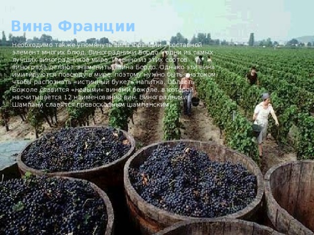Вина Франции Необходимо также упомянуть вина Франции – составной элемент многих блюд. Виноградники Бордо – одни из самых лучших виноградников мира. Именно из этих сортов винограда делают знаменитые вина Бордо. Однако эти вина имитируются повсюду в мире, поэтому нужно быть знатоком, чтобы распознать «истинный букет» напитка. Область Божоле славится «новыми» винами божоле, в которой насчитывается 12 наименований вин. Виноградники Шампани славятся превосходным шампанским.  