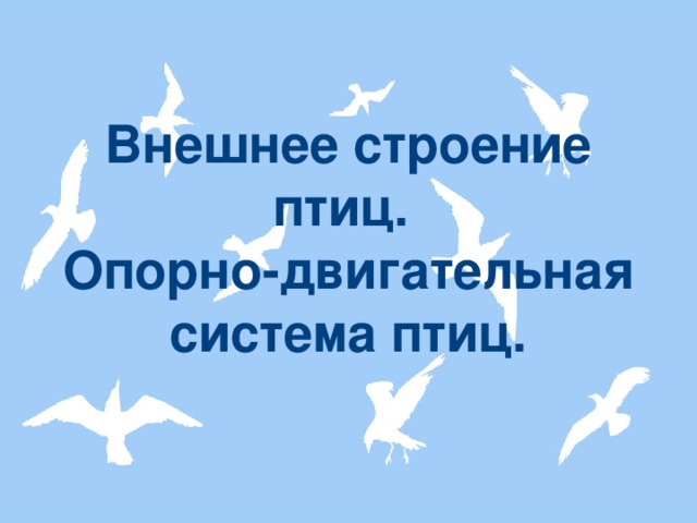 Внешнее строение птиц.  Опорно-двигательная система птиц.  