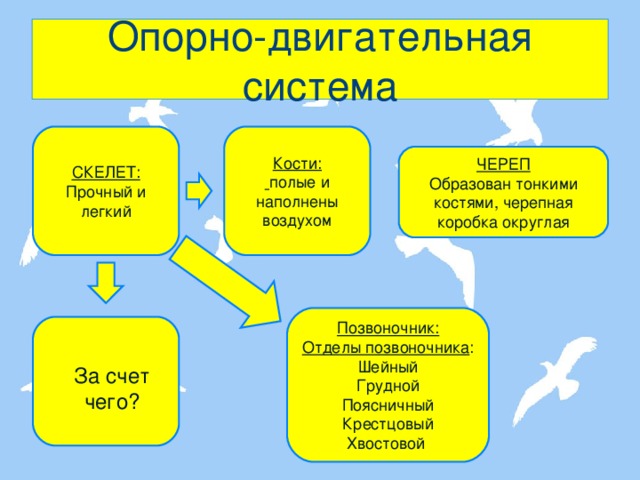 Опорно-двигательная система СКЕЛЕТ: Прочный и легкий Кости:  полые и наполнены воздухом ЧЕРЕП Образован тонкими костями, черепная коробка округлая  Позвоночник: Отделы позвоночника : Шейный Грудной Поясничный Крестцовый Хвостовой За счет чего? 