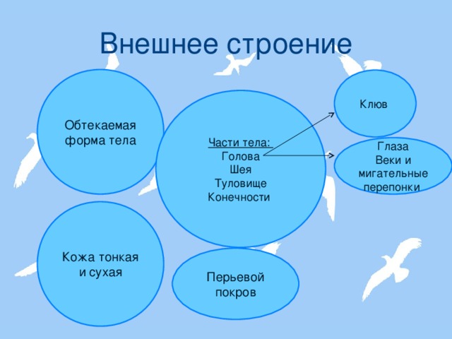 Внешнее строение Обтекаемая форма тела Клюв  Части тела: Голова Шея Туловище Конечности Глаза Веки и мигательные перепонки  Кожа тонкая и сухая Перьевой покров 