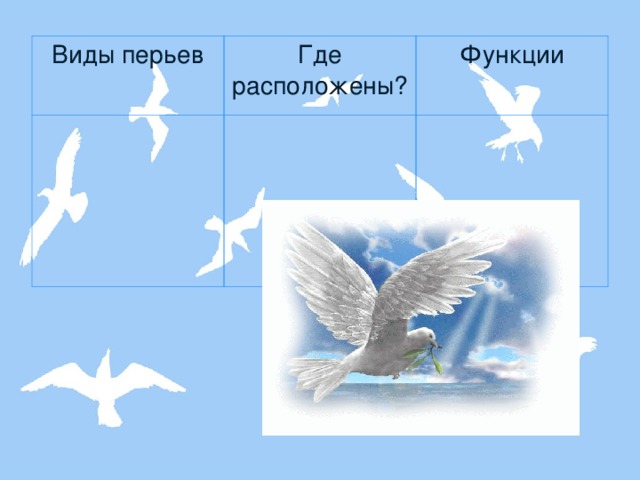 Виды перьев Где расположены? Функции 