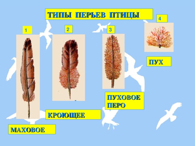 ТИПЫ ПЕРЬЕВ ПТИЦЫ  4 2 3 1 ПУХ ПУХОВОЕ ПЕРО ВНЕШНЕЕ СТРОЕНИЕ ПТИЦ. СТРОЕНИЕ ПЕРА ПТИЦ - КРОЮЩЕЕ МАХОВОЕ   