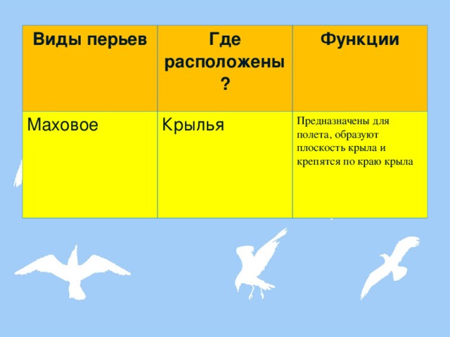 Виды перьев Где расположены? Маховое Функции Крылья Предназначены для полета, образуют плоскость крыла и крепятся по краю крыла 